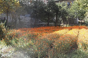Classi Terze: Campi di Calendula