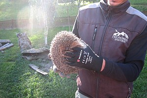 Classi Quarte: Il riccio