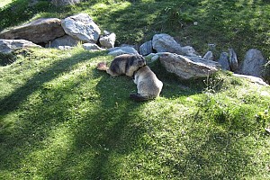 Classi Quarte: Le marmotte