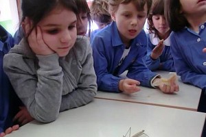 ... appartiene alla famiglia dei Fasmidi (=fantasmi)...