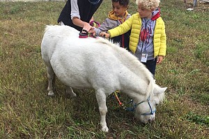 ...spazzoliamo il cavallino