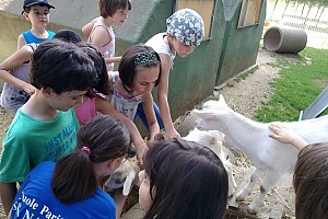 Agrigelateria Pianezza