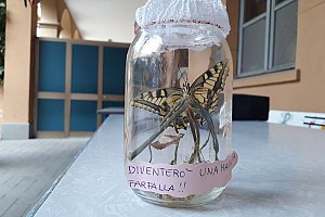 Il nostro bruco � diventato una splendida farfalla