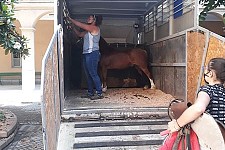 L'arrivo di Leo, il pony