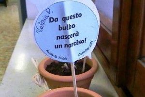 ... da questo bulbo nascer&agrave; un narciso.