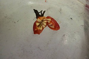 Frutto di rosa con semini