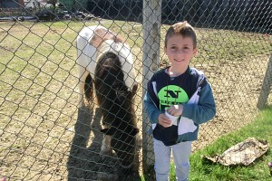 Facciamo amicizia con gli animali della fattoria: il pony...