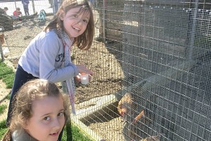 ...le galline