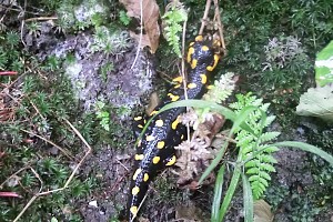 Avete mai visto una salamandra?