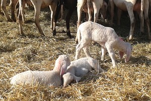 Agnellini di pochi giorni. Agnellini di pochi giorni.
